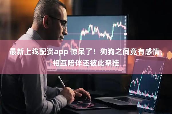 最新上线配资app 惊呆了！狗狗之间竟有感情，相互陪伴还彼此牵挂